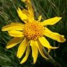 arnica arnica