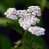 Achillée millefeuille