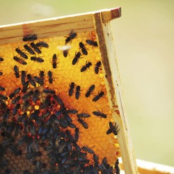 rayon de cire d'abeille