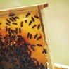rayon de cire d'abeille