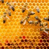 propolis dans un cadre de ruche