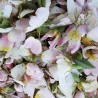 fleurs d'églantier sauvage fraichement cueillies fleurs d'églantier sauvage fraichement cueillies