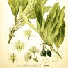 planche laurus nobilis