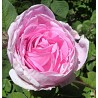 Cold cream rose